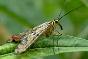 Panorpa sp. 